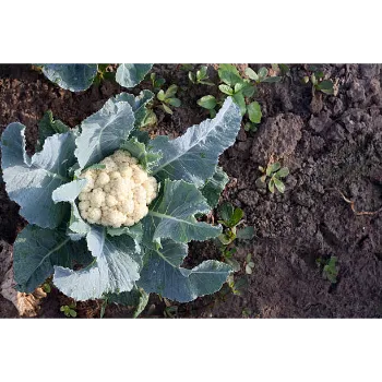 Natural Cauliflower